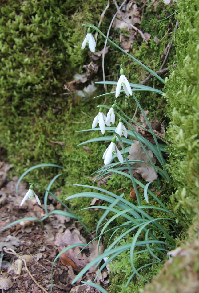 Изображение особи Galanthus nivalis.