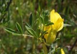 Chamaecytisus borysthenicus