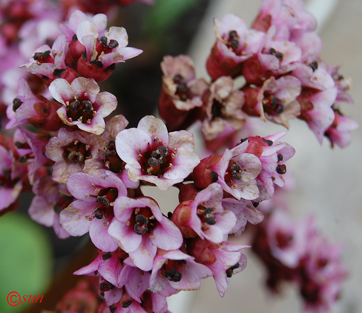 Image of Bergenia crassifolia specimen.