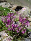 Pedicularis crassirostris