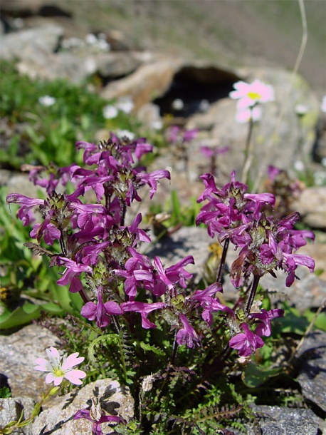 Image of Pedicularis crassirostris specimen.