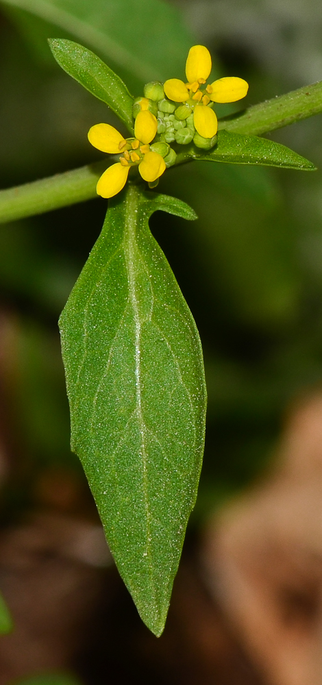 Изображение особи Ochthodium aegyptiacum.