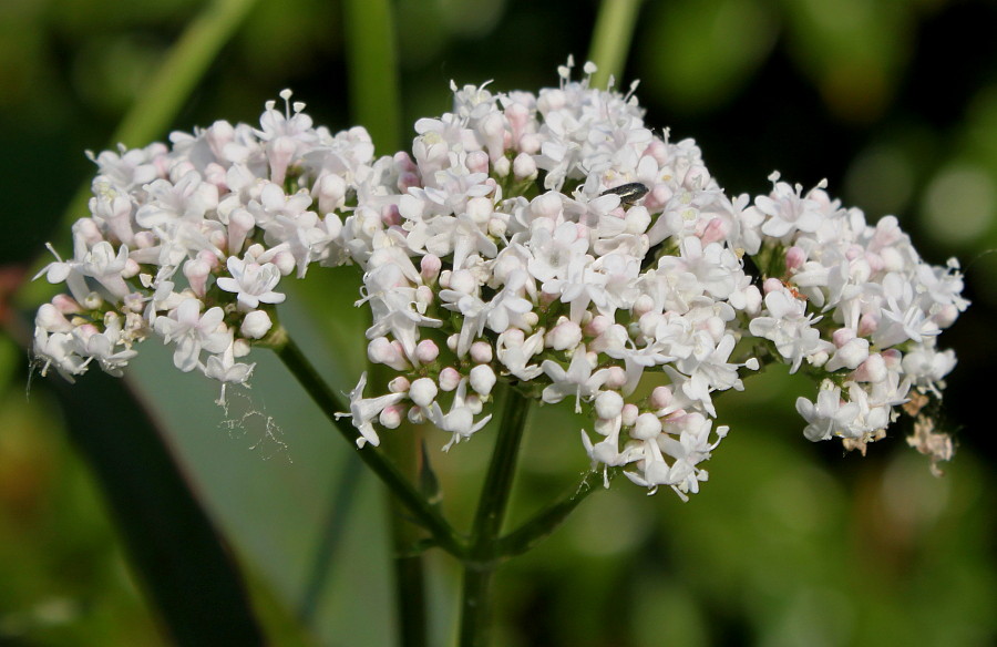 Изображение особи род Valeriana.