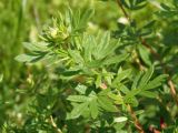 Dasiphora fruticosa. Верхушка побега. Украина, Львовская обл., Дрогобычский р-н, г. Трускавец, в культуре. 07.06.2014.
