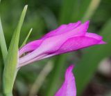 Gladiolus palustris. Бутон. Германия, г. Дюссельдорф, Ботанический сад университета. 02.06.2014.