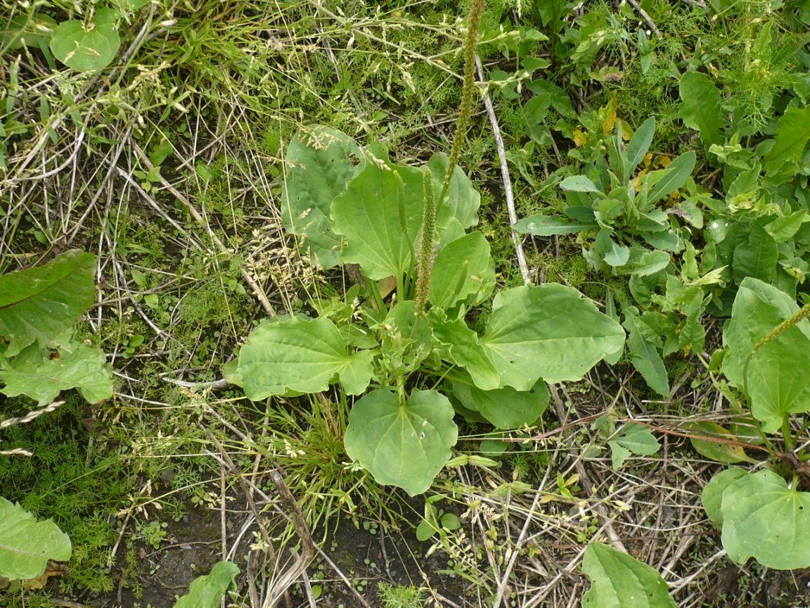 Изображение особи Plantago major.