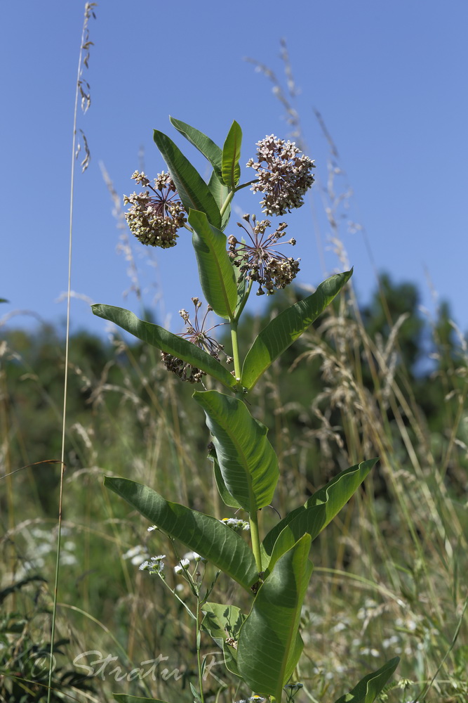 Изображение особи Asclepias syriaca.