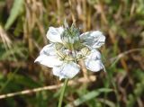 Nigella arvensis