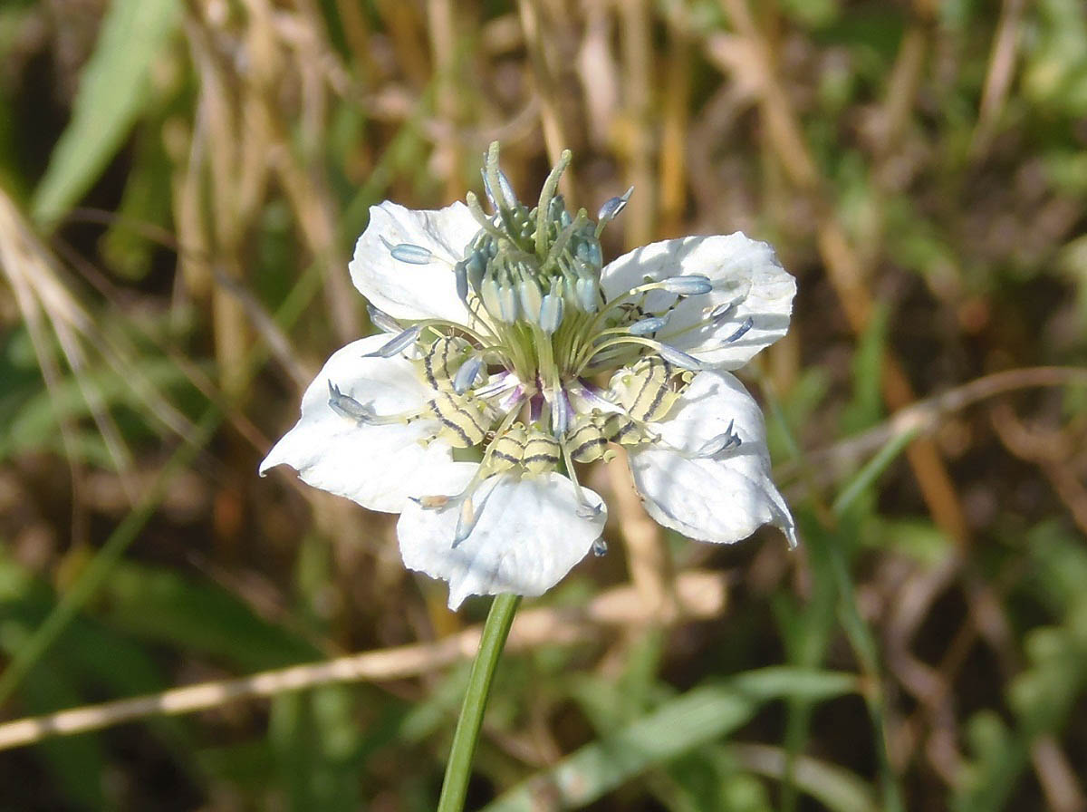 Изображение особи Nigella arvensis.