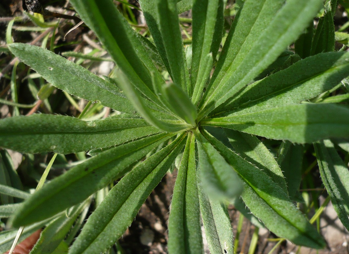 Image of Onosma simplicissima specimen.