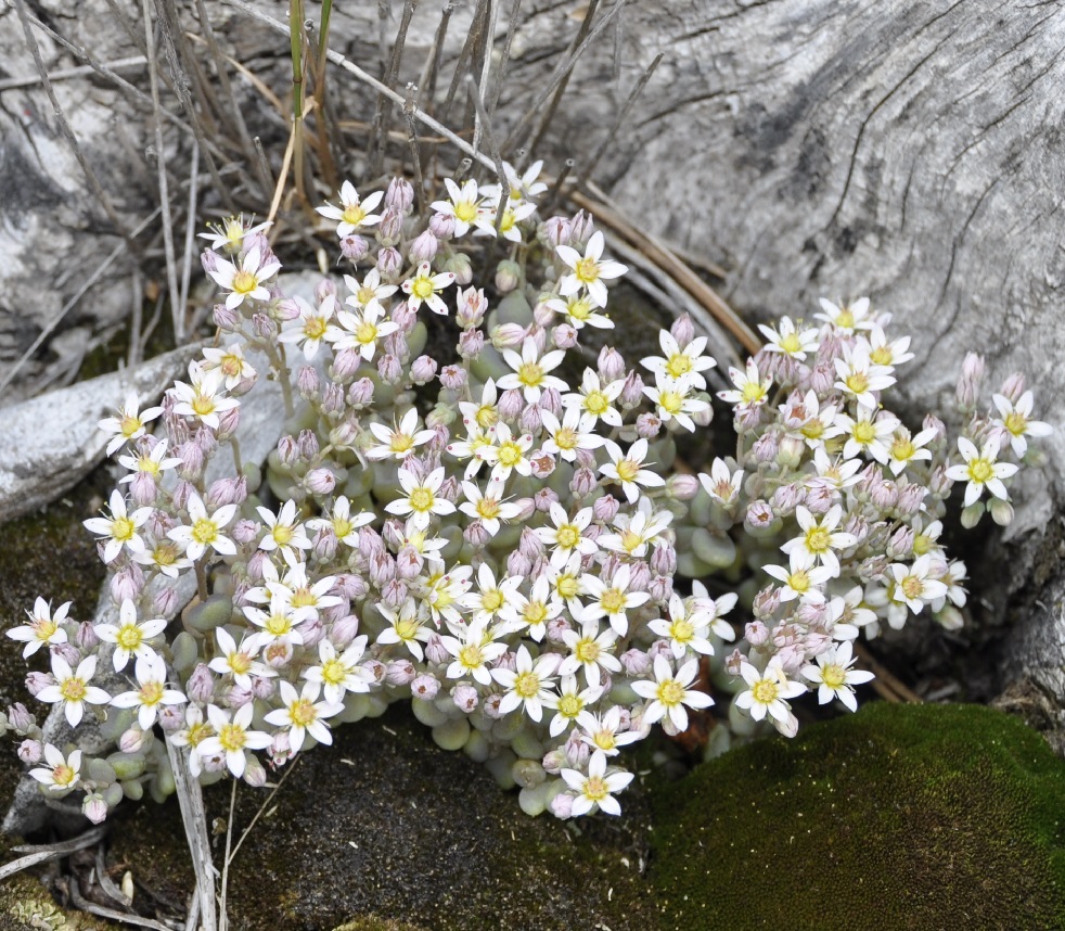 Image of Sedum dasyphyllum specimen.