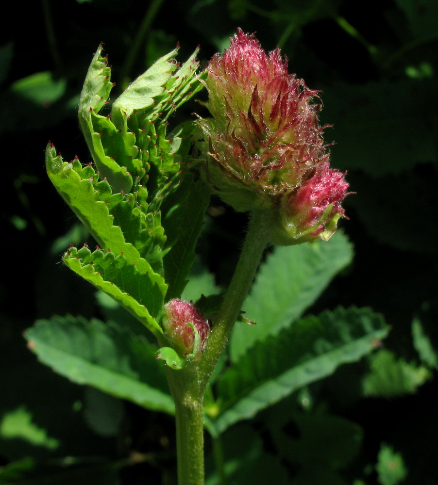 Изображение особи Sanguisorba alpina.