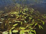 Potamogeton natans. Цветущие растения. Камчатский край, Елизовский р-н, окр. г. Петропавловск-Камчатский, оз. Лагерное, бухта Завойко. 08.07.2004.