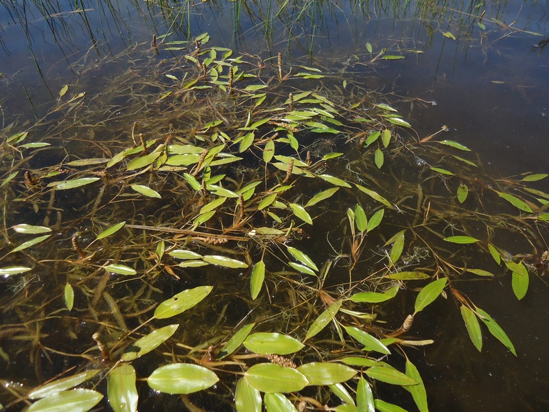 Image of Potamogeton natans specimen.