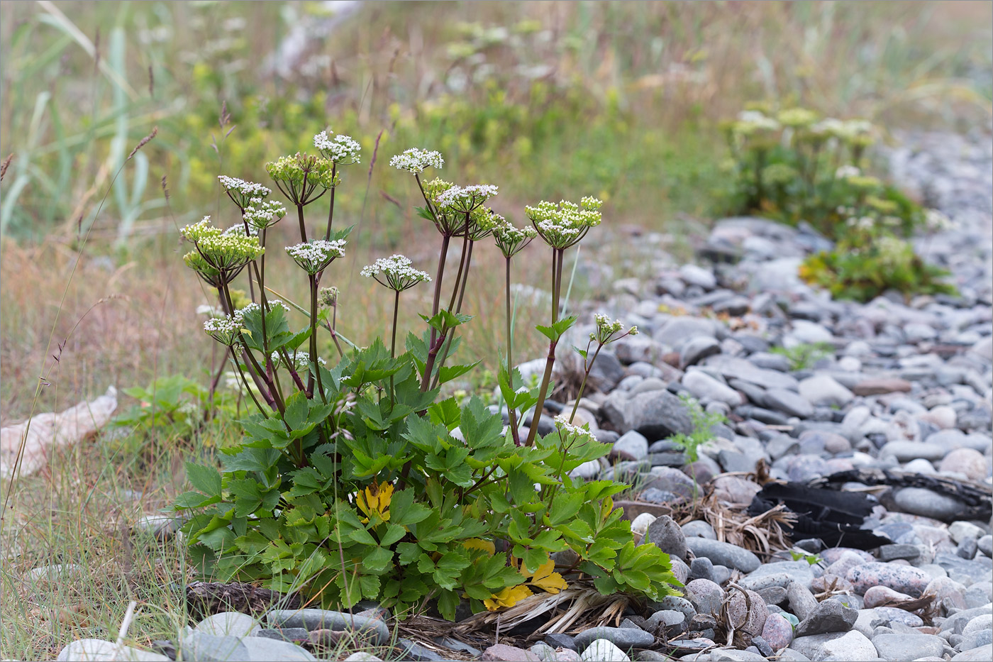 Image of Ligusticum scoticum specimen.