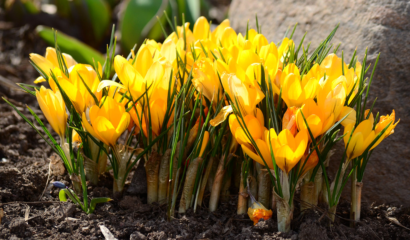 Image of Crocus flavus specimen.