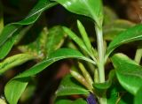 Catharanthus roseus