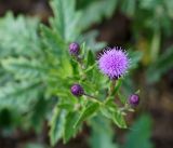 genus Cirsium. Верхушка растения с распустившимся и нераспустившимися соцветиями. Амурская обл., в 38 км севернее г. Благовещенск, поле, сорное на соевом поле. 22.09.2014.