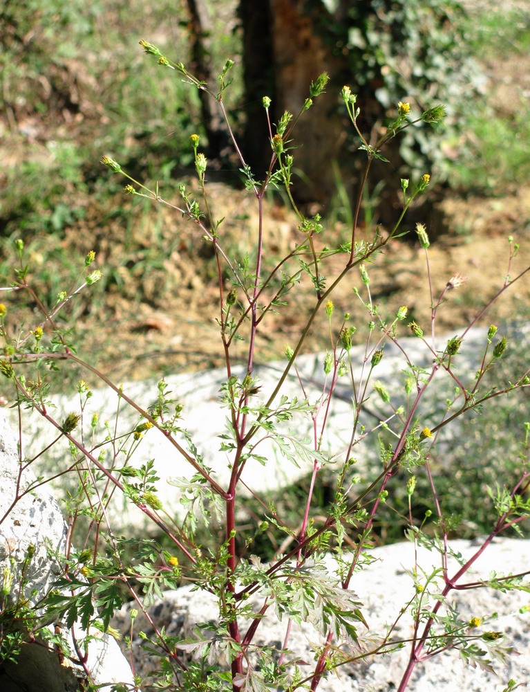 Image of Bidens bipinnata specimen.