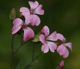 Vaccaria hispanica. Цветки. Московская обл., Раменский р-н, окр. дер. Хрипань, садовый участок. 17.07.2014.