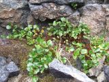 Salix herbacea