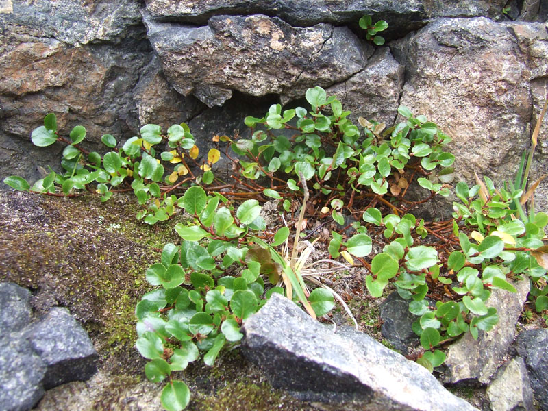 Image of Salix herbacea specimen.