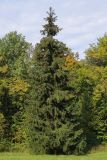 Picea abies. Взрослое дерево. Санкт-Петербург, Старый Петергоф, парк \"Сергиевка\". Конец сентября.