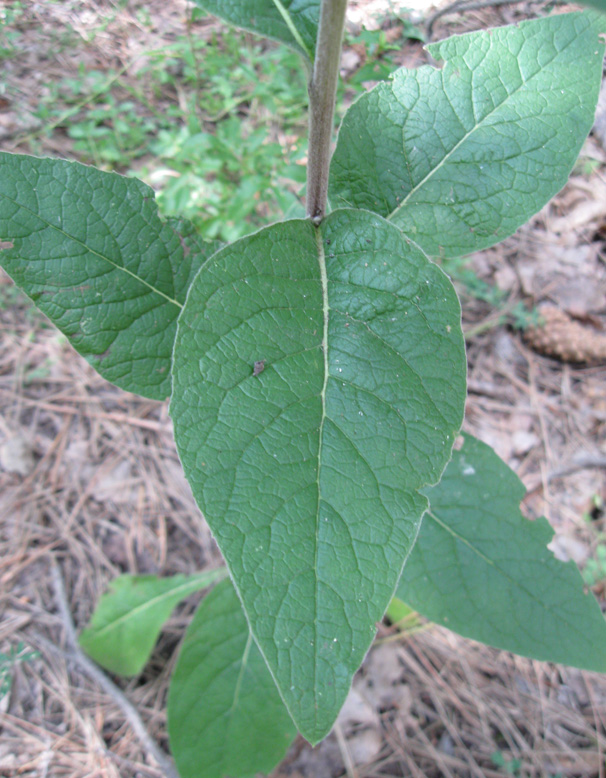 Изображение особи Inula conyza.