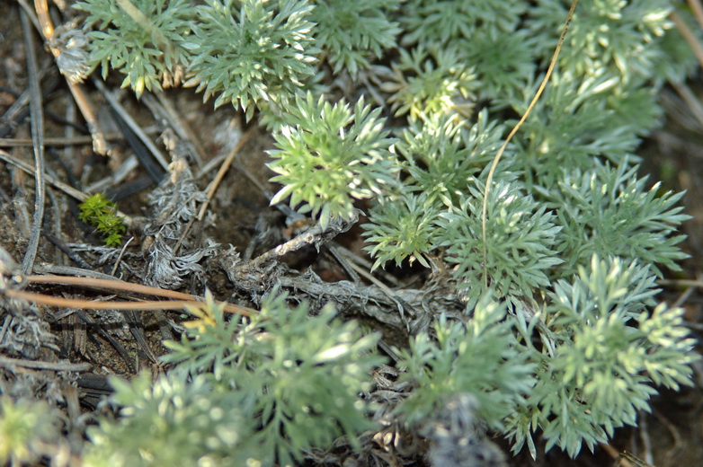 Image of Artemisia frigida specimen.