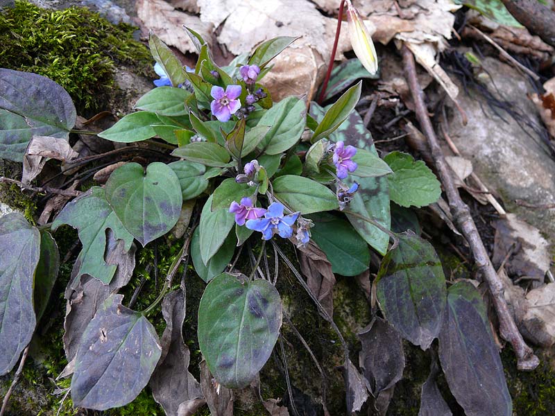 Image of Omphalodes cappadocica specimen.