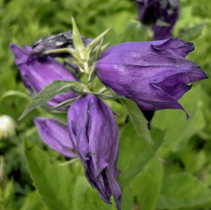 Image of Campanula latifolia specimen.