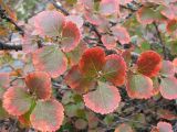 Betula divaricata. Ветвь с листьями в осенней окраске. Иркутская обл., Бодайбинский р-н, склон гольца Каменного. 11.08.2008.