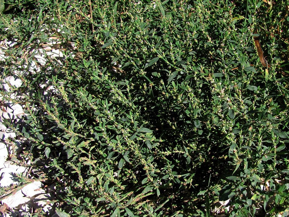 Image of Polygonum arenastrum specimen.