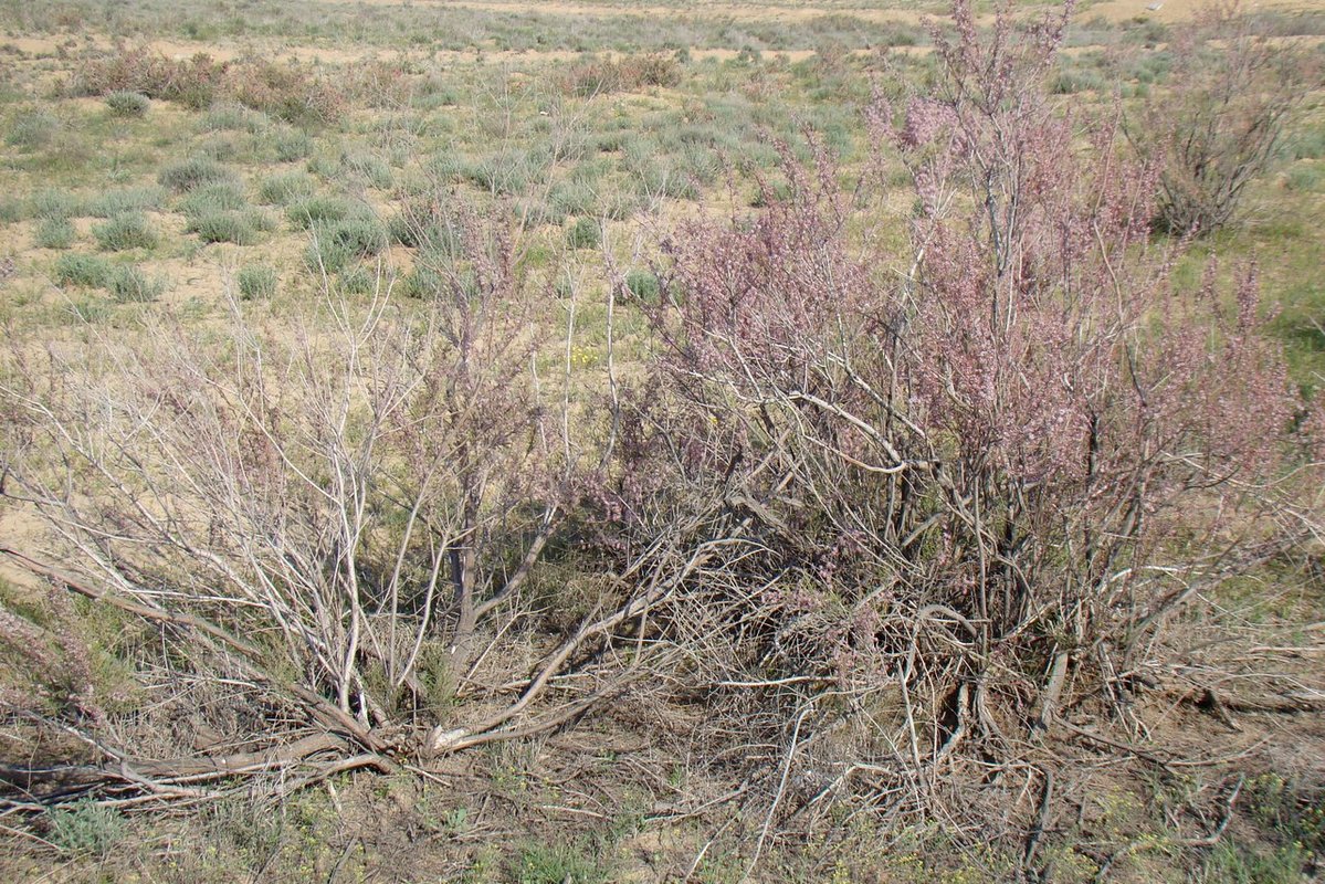 Image of Tamarix laxa specimen.