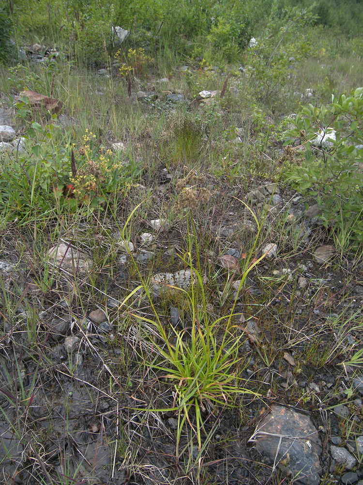 Изображение особи Scirpus colchicus.