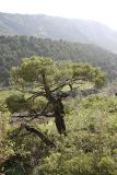 Juniperus seravschanica. Вегетирующее растение на горном склоне. Южный Казахстан, Угамский хр., ущ. Сазаната, правый склон ущелья ручья Каржантау, 2200 м н.у.м. 07.05.2014.