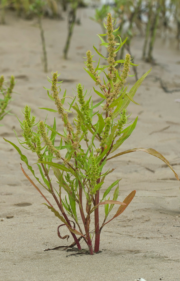 Image of Rumex maritimus specimen.