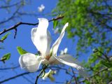 Magnolia kobus