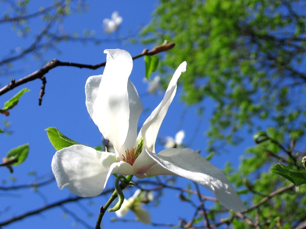 Image of Magnolia kobus specimen.