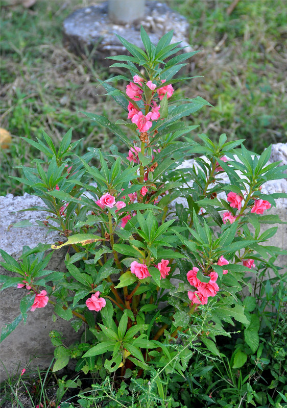 Image of Impatiens balsamina specimen.