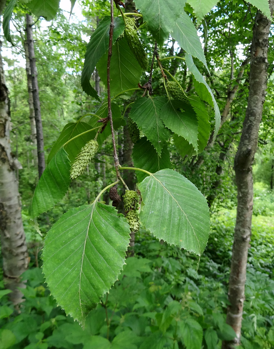 Изображение особи Betula ermanii.