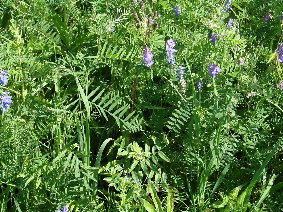 Изображение особи Vicia cracca.