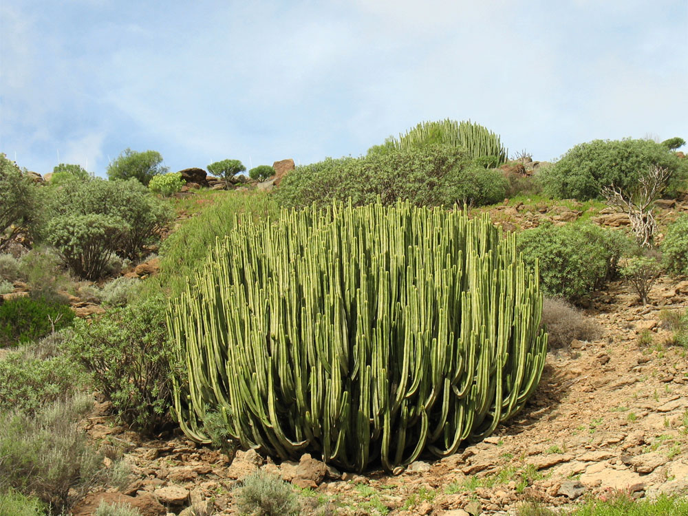 Изображение особи Euphorbia canariensis.