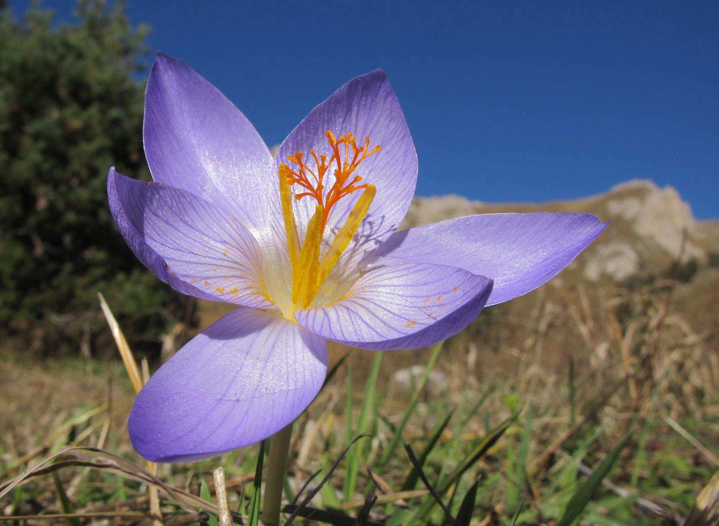 Image of Crocus speciosus specimen.