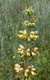 Phlomoides fetisowii. Верхушка цветущего растения. Кыргызстан, Нарынская обл., правый берег р. Нарын, восточнее с. Таш-Булак, предгорье хребта Джетем-Тоо. 03.07.2015.