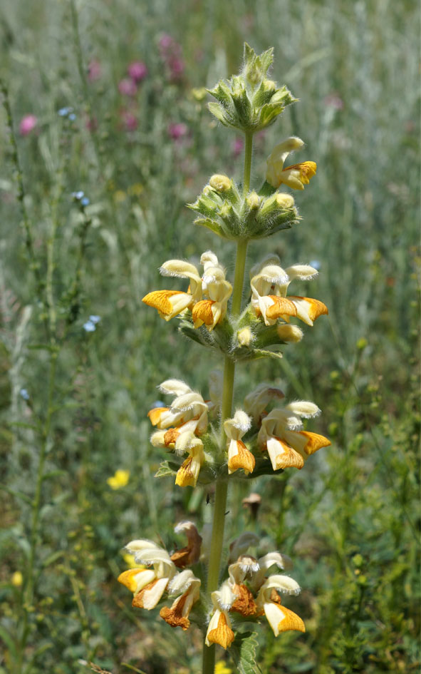 Image of Phlomoides fetisowii specimen.