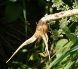 Chaerophyllum prescottii. Клубневидно утолщенный корень. Восточный Казахстан, Глубоковский р-н, окр. с. Тарханка, восточный склон сопки. 23.06.2015.