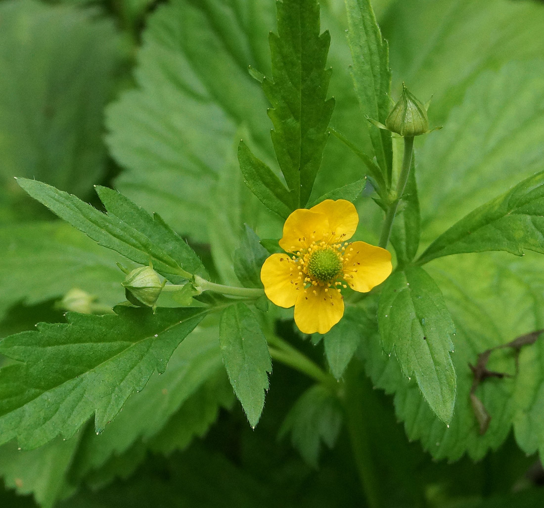 Image of Geum aleppicum specimen.