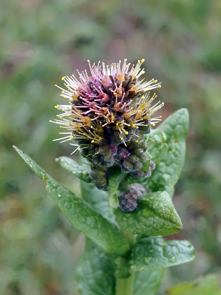 Изображение особи Solenanthus circinnatus.