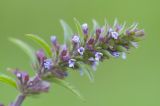 Dracocephalum thymiflorum